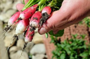 curso de agricultura ecológica, fertilización, suelos y cultivos del sena, cursos agricolas sena, cursos de agricultura en el sena