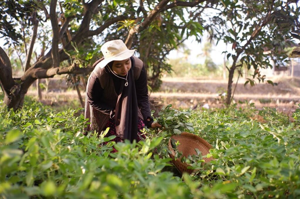 curso de agroecología y desarrollo rural del sena, cursos agricolas sena, cursos de agricultura en el sena