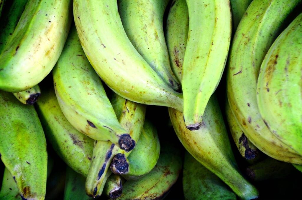 curso de agroindustria del plátano del sena, cursos de agropecuaria en el sena