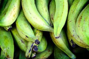 curso de agroindustria del plátano del sena, cursos de agropecuaria en el sena