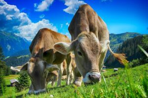 curso de alimentación bovina del sena, producción pecuaria sena, técnico en producción pecuaria sena