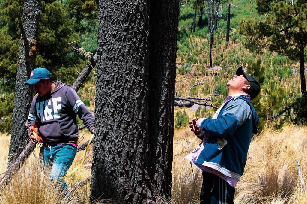 curso de apropiación de fundamentos del sistema de gestión ambiental ntc iso 14001 2015 del sena, forestal y medio ambiente sena