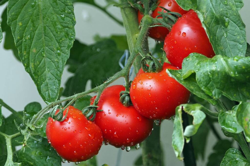curso de buenas prácticas agrícolas del sena, cursos agricolas sena, cursos de agricultura en el sena