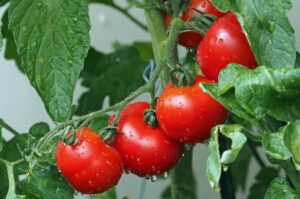curso de buenas prácticas agrícolas del sena, cursos agricolas sena, cursos de agricultura en el sena