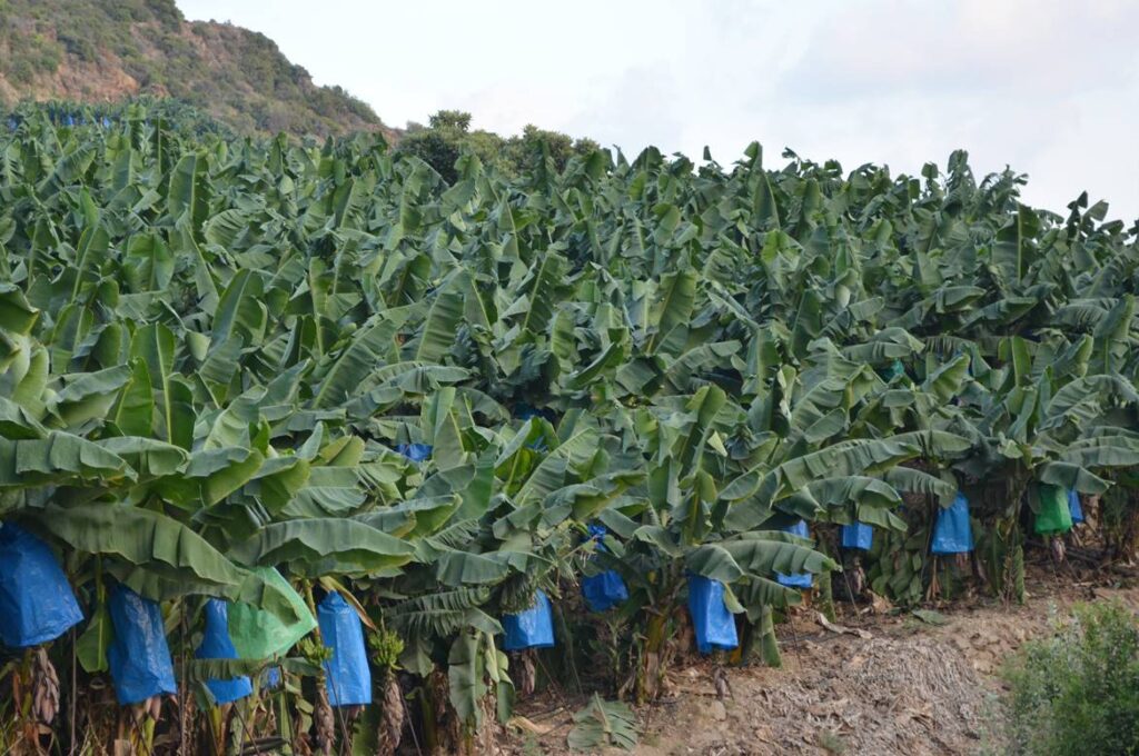curso de buenas prácticas agrícolas para el cultivo de plátano del sena, cursos agricolas sena, cursos de agricultura en el sena