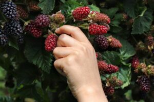 curso de buenas prácticas agrícolas para mora y naranja del sena, cursos agricolas sena, cursos de agricultura en el sena