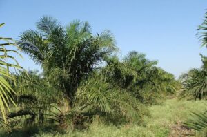 curso de cultivo de palma de aceite del sena, cursos agricolas sena, cursos de agricultura en el sena