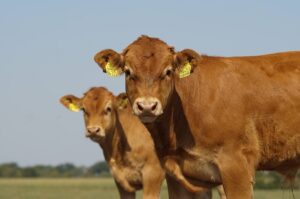 curso de desposte y cortes de canales ganado bovino del sena, producción pecuaria sena, técnico en producción pecuaria sena
