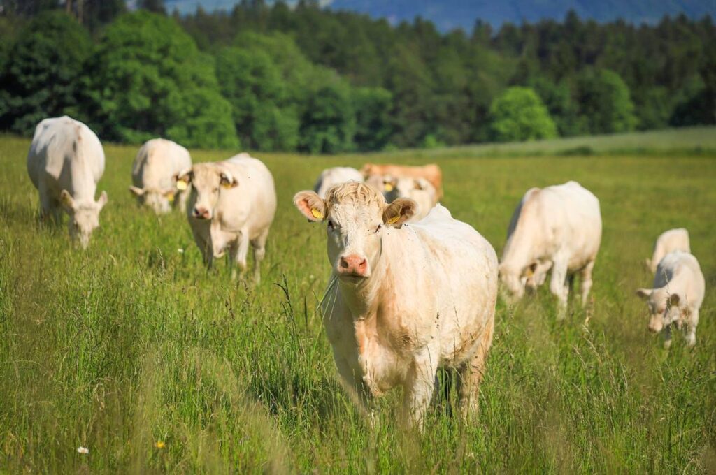 curso de ganadería intensiva de doble propósito del sena, producción pecuaria sena, técnico en producción pecuaria sena