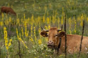 curso de ganadería sustentable del sena, producción pecuaria sena, técnico en producción pecuaria sena