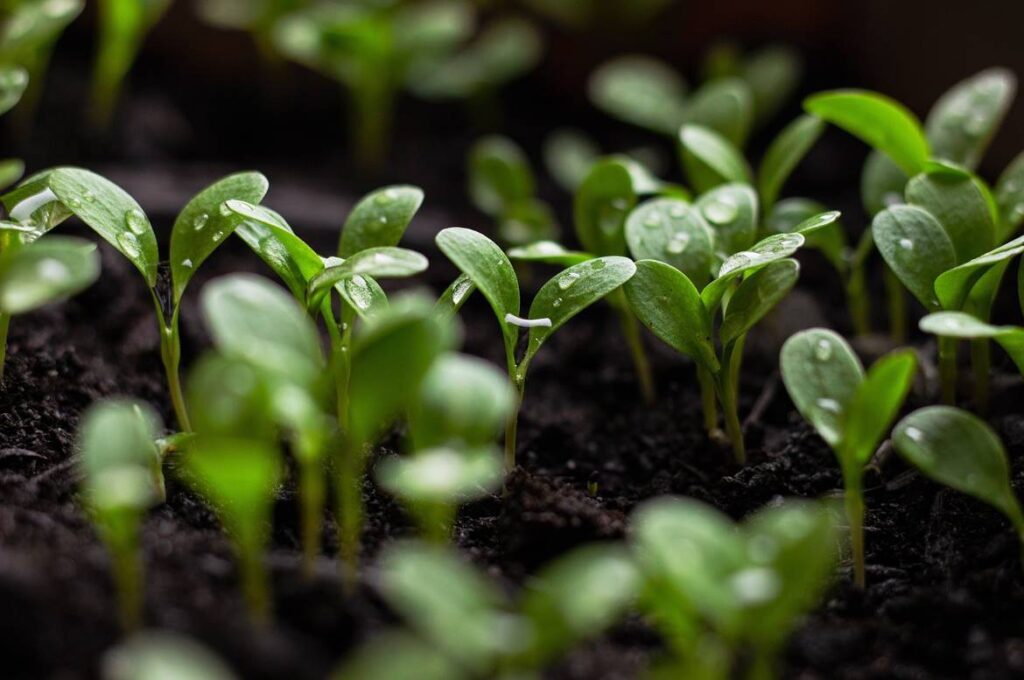 curso de implementación de procesos para la transición agroecológica del sena, forestal y medio ambiente sena