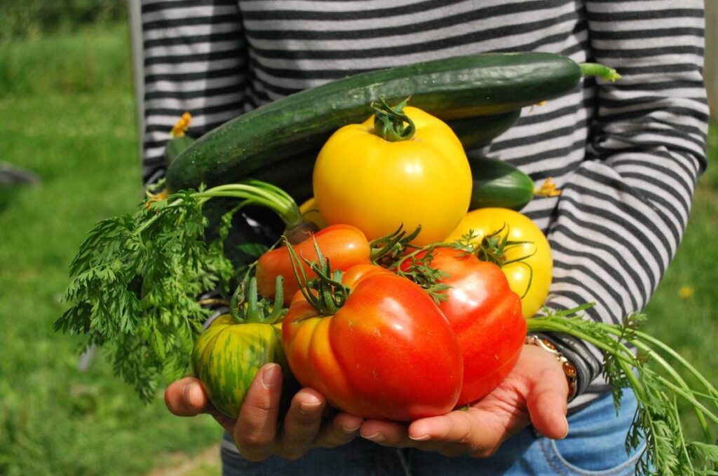 curso de manejo de cosecha y poscosecha de frutas y hortalizas del sena, agroindustrial sena, cursos de agropecuaria en el sena