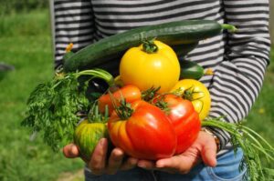 curso de manejo de cosecha y poscosecha de frutas y hortalizas del sena, agroindustrial sena, cursos de agropecuaria en el sena