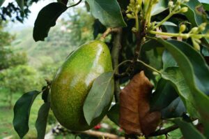 curso de manejo tecnológico del cultivo de aguacate del sena, cursos agricolas sena, cursos de agricultura en el sena