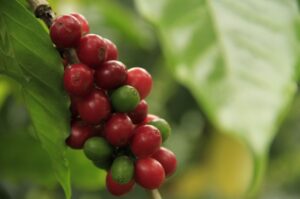 curso de planeación de prácticas sostenibles para la finca cafetera del sena, cursos agricolas sena, cursos de agricultura en el sena