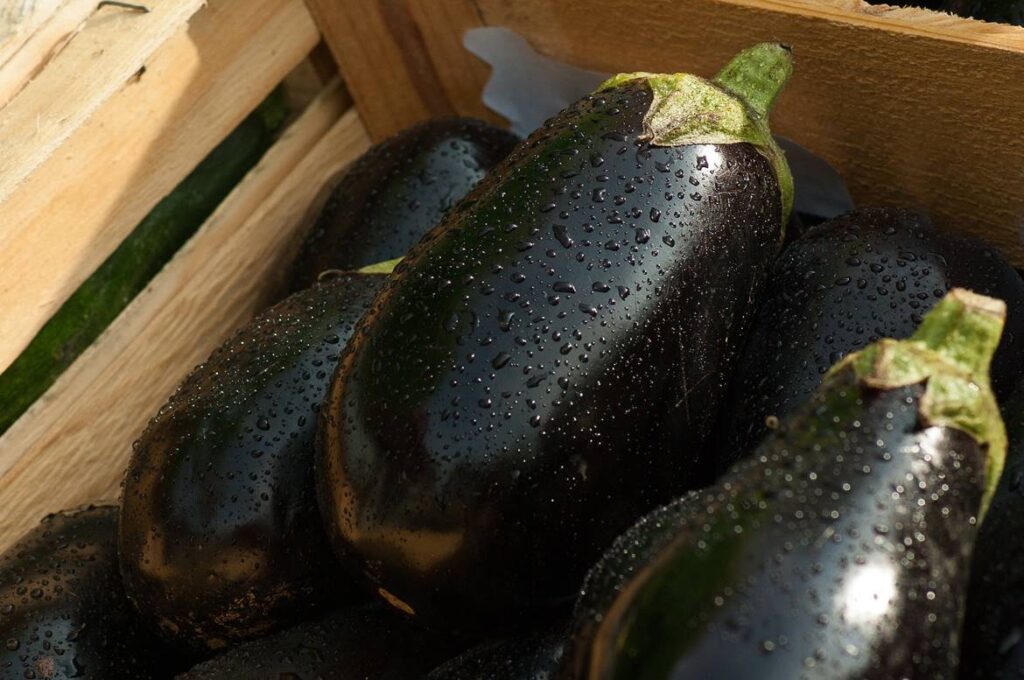 curso de procesamiento de frutas y verduras del sena, agroindustrial sena, cursos de agropecuaria en el sena