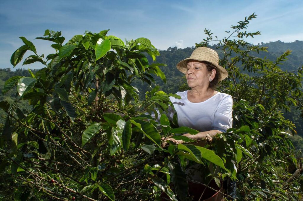 cursos agricolas sena, cursos de agricultura en el sena