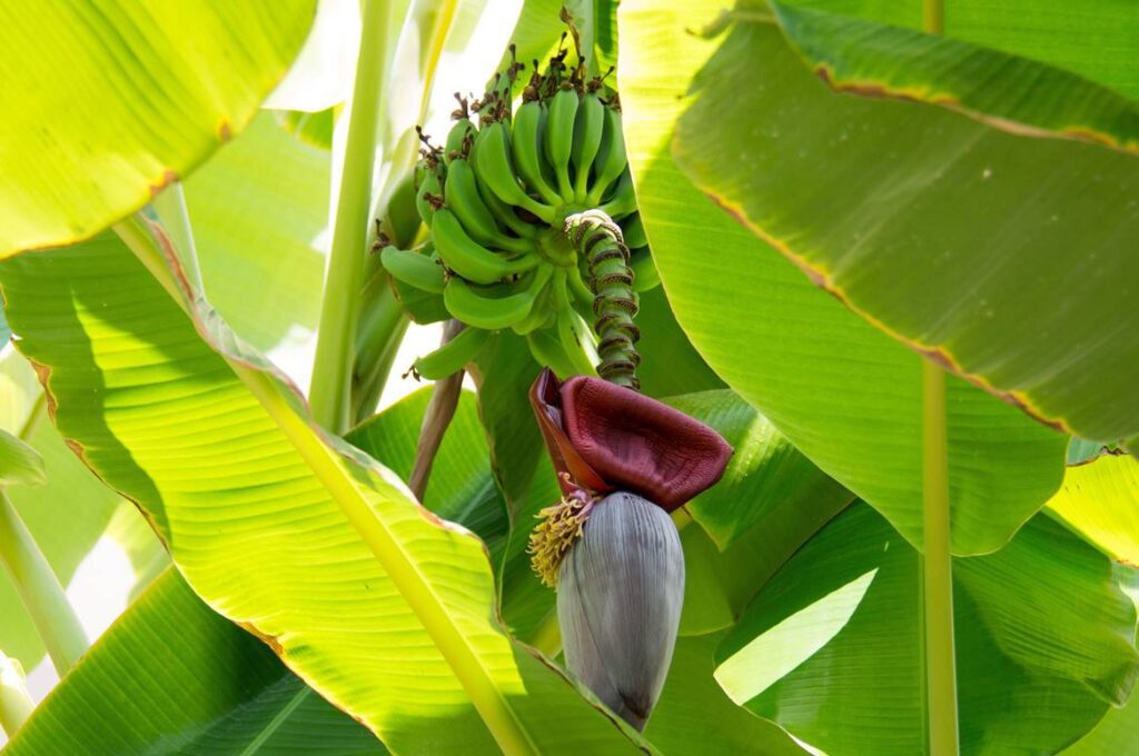 agroindustrial sena, cursos del sena cortos agroindustrial, cursos de agropecuaria en el sena