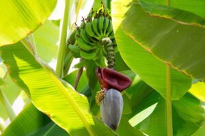 agroindustrial sena, cursos del sena cortos agroindustrial, cursos de agropecuaria en el sena